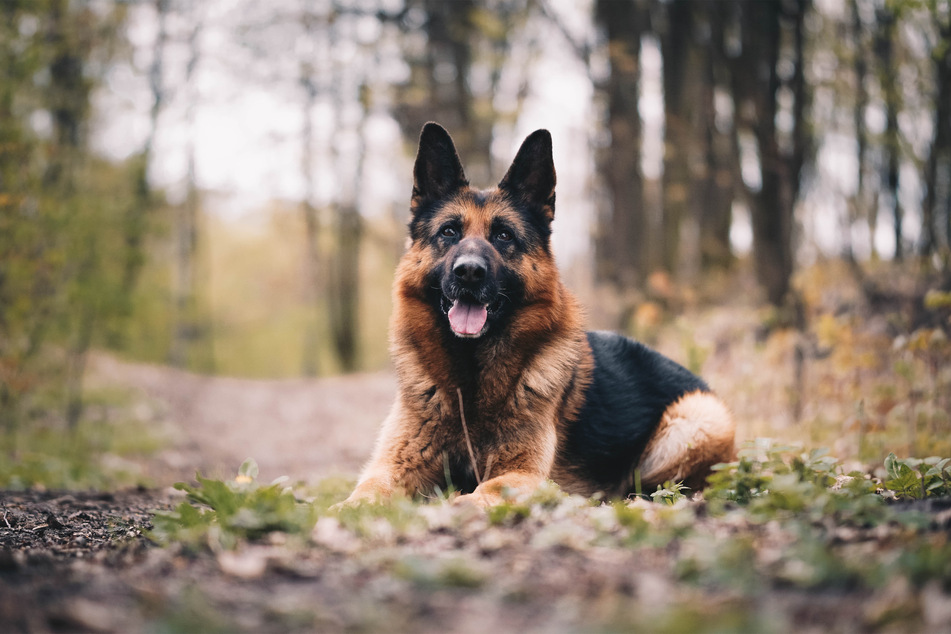 German shepherds are remarkable dogs, but can be dangerous if untrained.