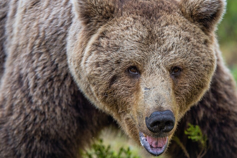 Grizzly bear scares itself away after biting into victim's pepper spray!