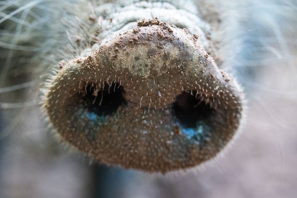 Die Schweinepest scheint nun auch im Ländle angekommen zu sein. (Symbolbild)