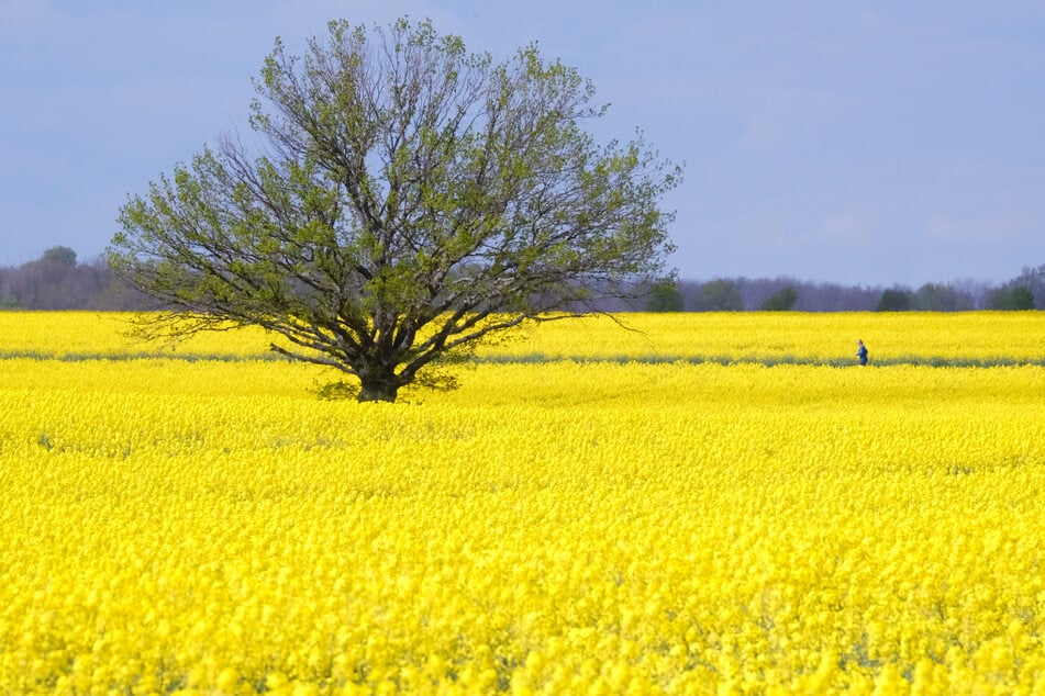Ein Rapsfeld blüht in Rackwitz nördlich von Leipzig. Am Montag ist es überall noch freundlich und warm.
