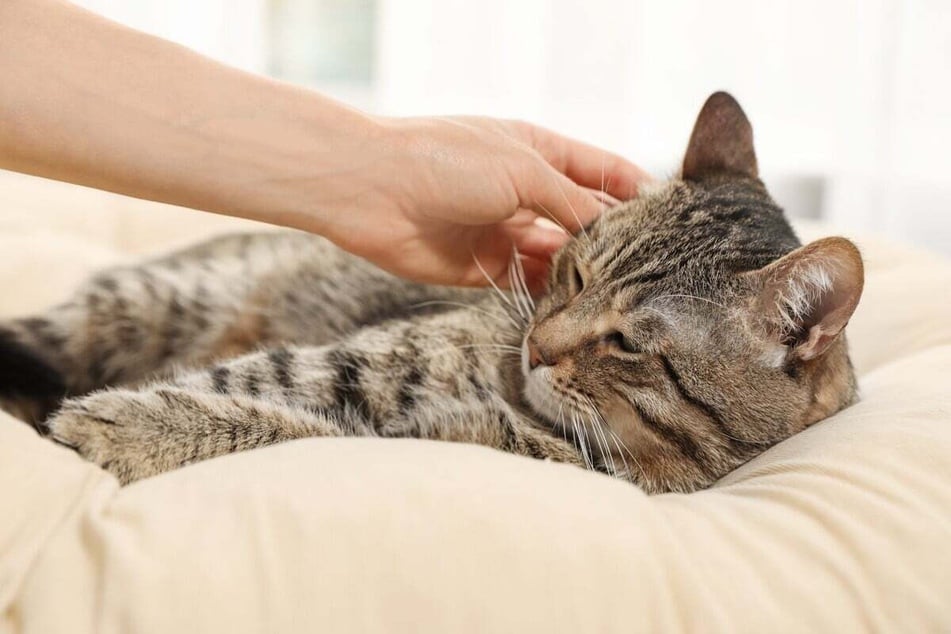 Once you have finished apologizing to your cat, you should give it a pat.
