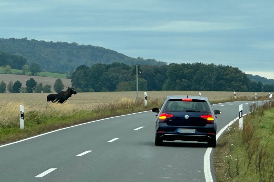 Alarm, wenn er sich der Fahrbahn nähert: Das Tier brachte die Autos zum Stillstand.