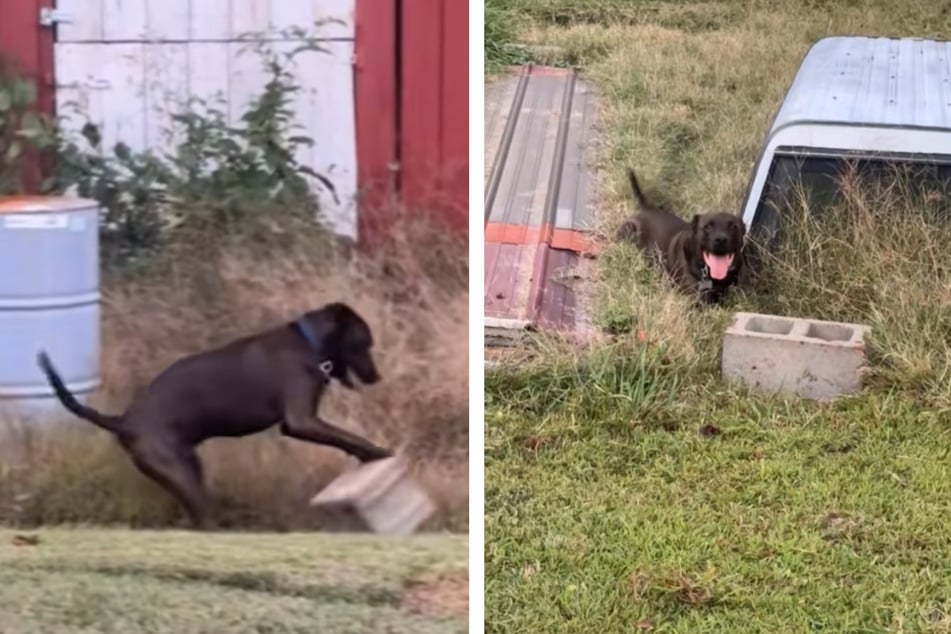 Vierbeiner Finn hat ausgerechnet einen Betonklotz zu seinem Lieblingsspielzeug auserkoren.