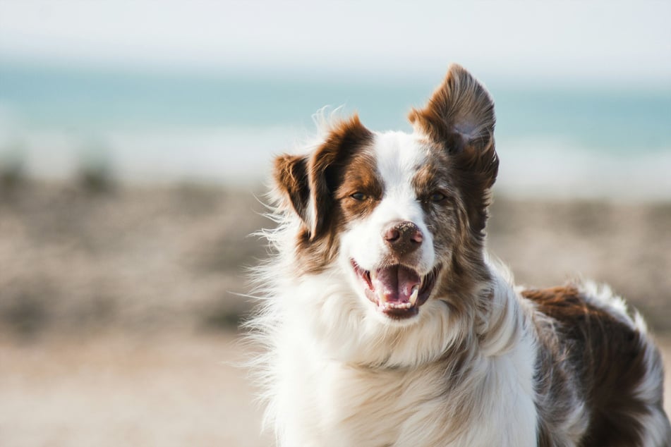 There are few dogs smarter and more curious than the border collie.