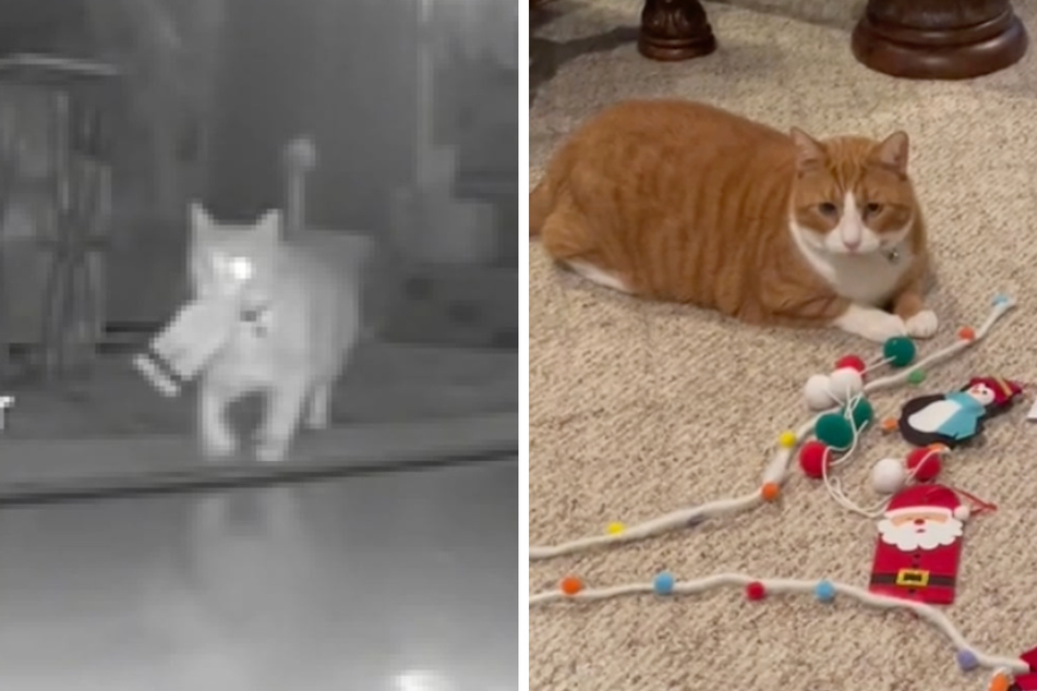Busted! Walter the cat repeatedly steals Christmas decorations from the tree in the middle of the night.
