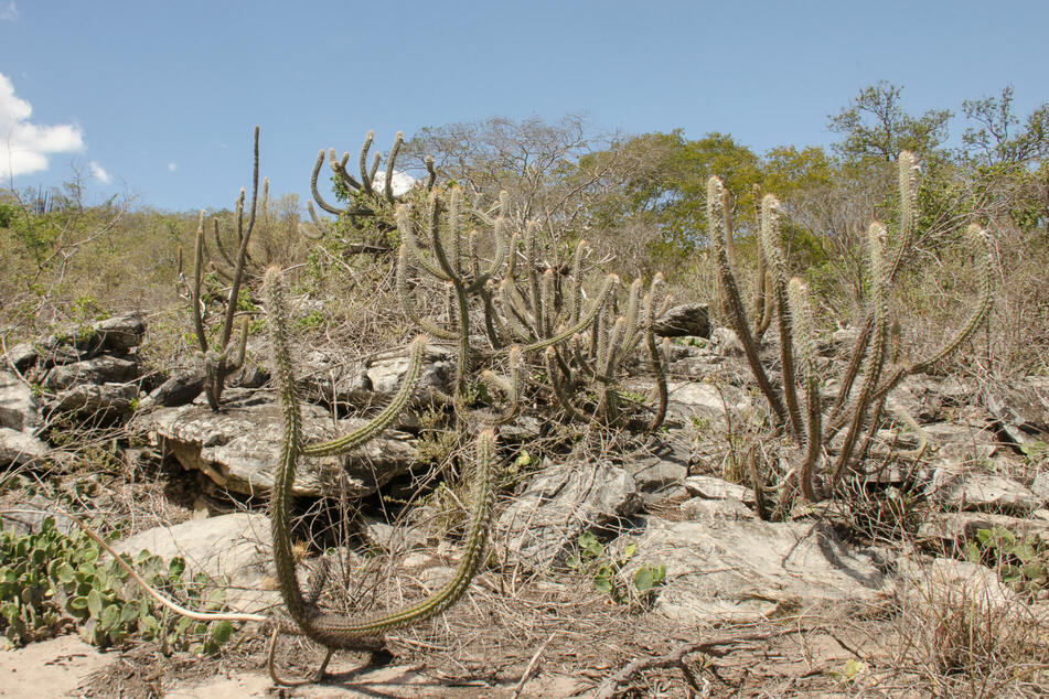 In der trockenen Halbwüste Caatinga in Brasilien lebten die Spix-Aras (Cyanopsitta spixii) ursprünglich.