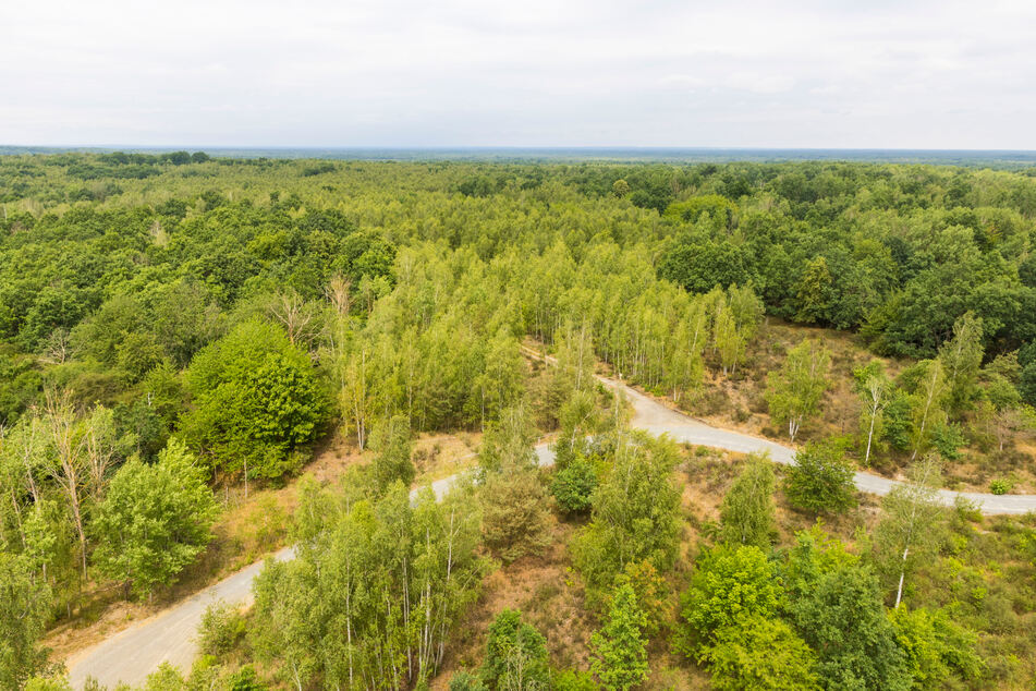 Weitläufig, grün, naturbelassen: Die Königsbrücker Heide ist das erste deutsche Wildnisgebiet nach den Regeln der internationalen Naturschutzorganisation IUCN.