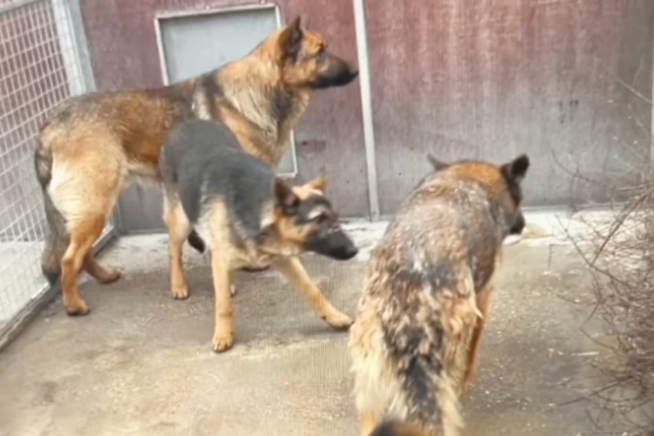 Oskar war im Jahr 2018 zusammen mit weiteren Schäferhunden aus schlechter Haltung befreit worden. Seither wartete er vergeblich auf neue Besitzer.