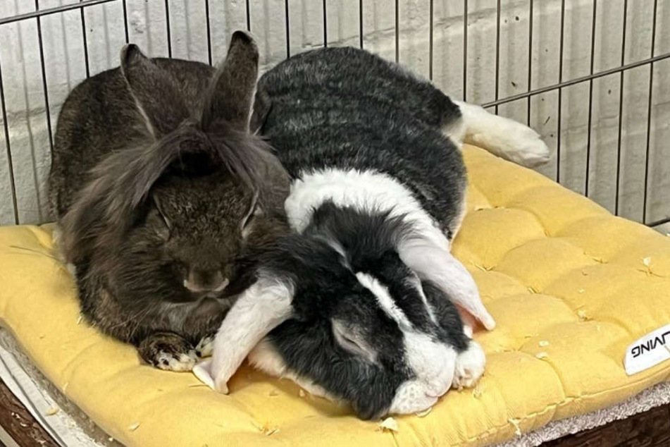 Die Tierheim-Kaninchen Pünktchen und Brownie suchen ein neues Zuhause.