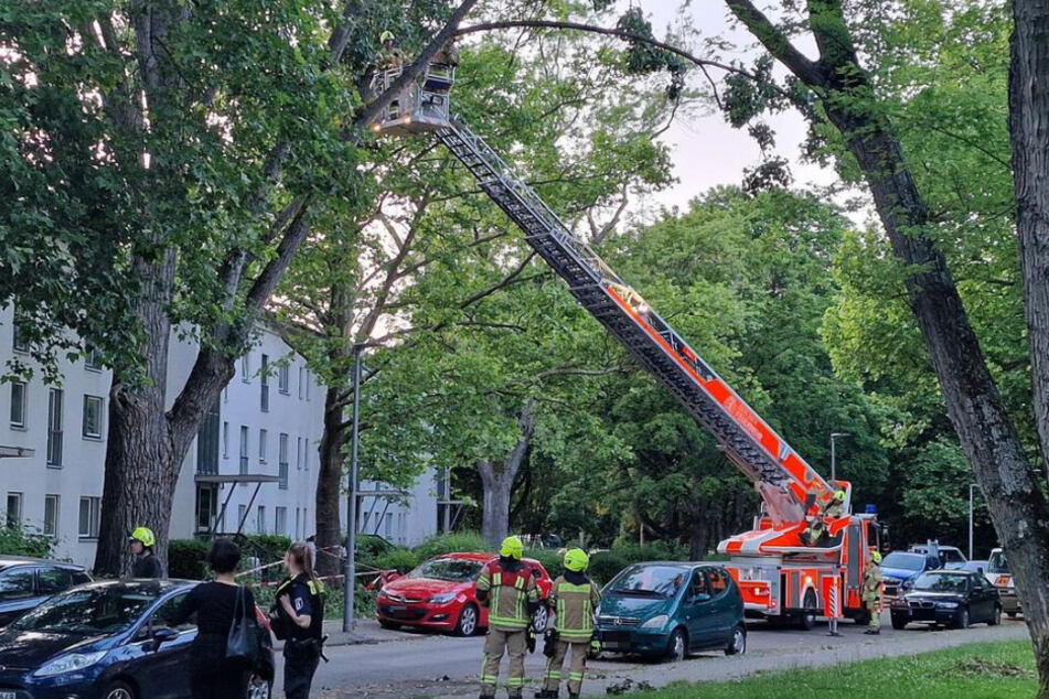 Mittels einer Drehleiter untersuchte die Feuerwehr die umliegenden Bäume.