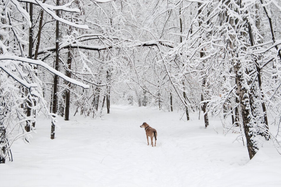Schnee, Eis und Kälte? Nicht immer ist es so winterlich.