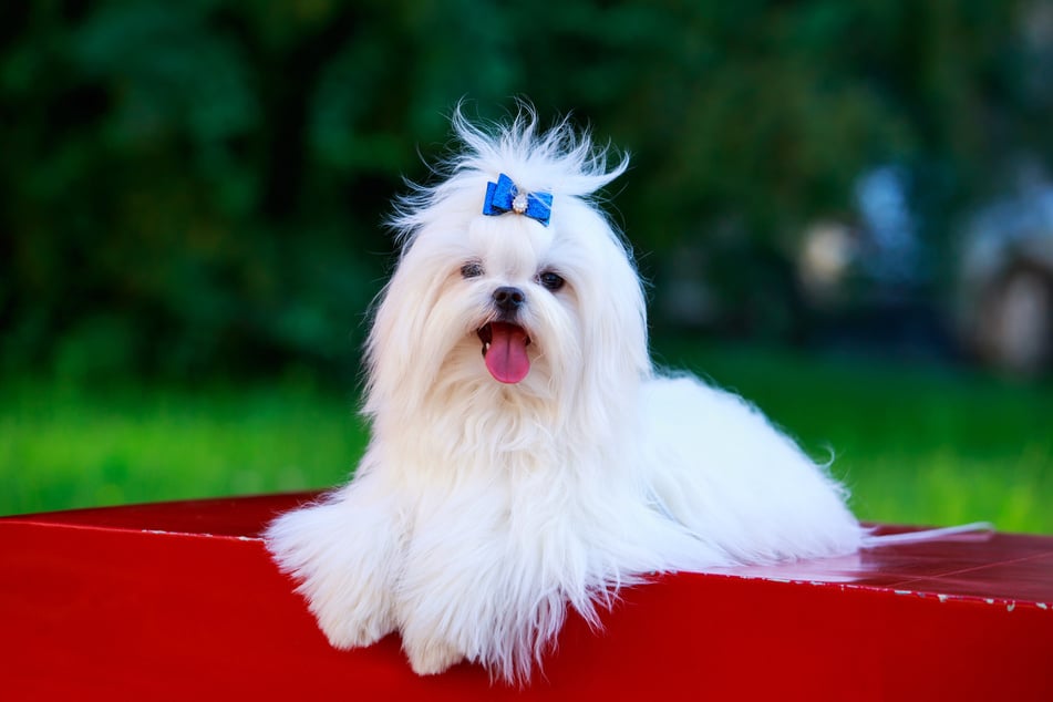 Weiße Hunde zum Verlieben: Malteser bezaubern mit ihrem aufgeweckten Charme.