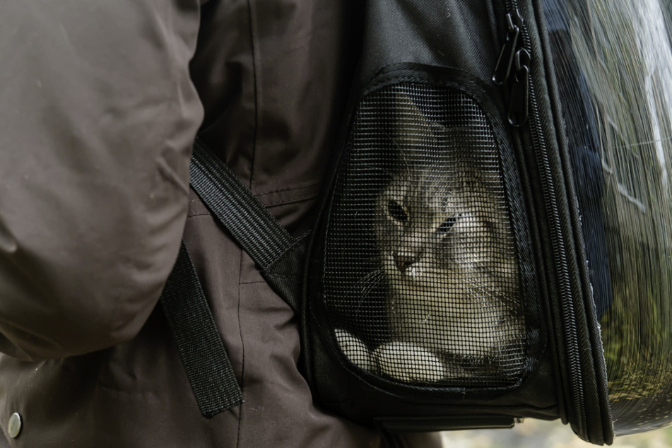 In Polen wurde offenbar eine Katze von einem 42-Jährigen gestohlen, der bereits wegen zoophiler Handlungen verurteilt wurde. (Symbolbild)
