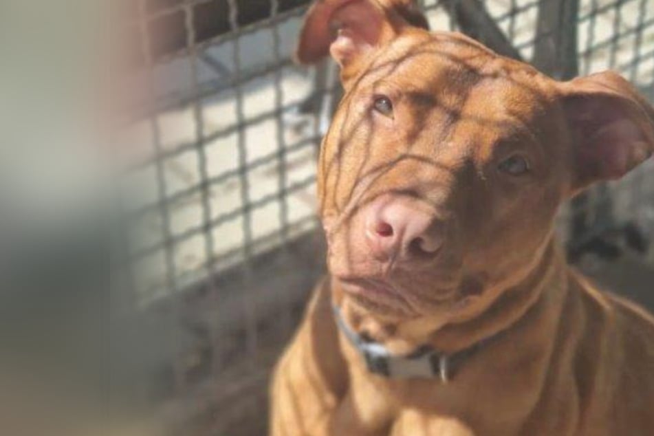 Hund wurde zu Hause angekettet, während sein Herrchen Urlaub machte: Riesendrama um Pitbull Rudi