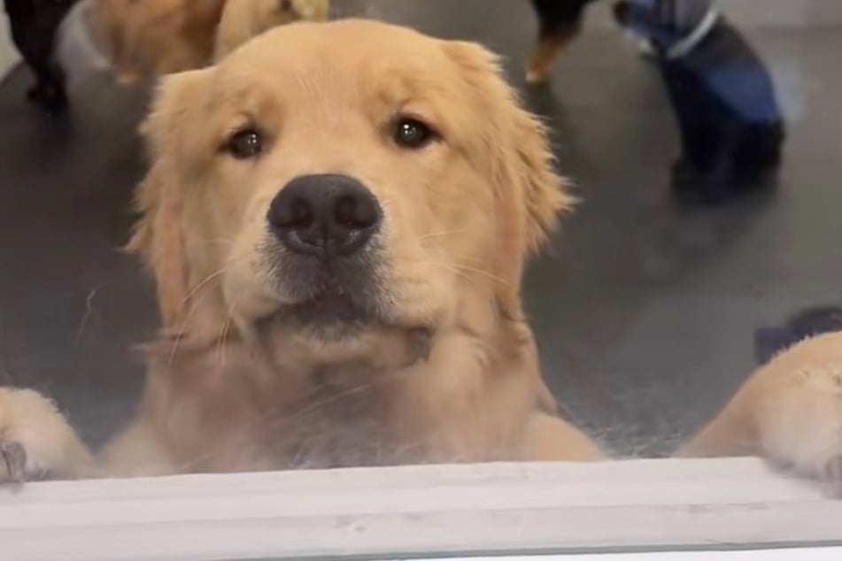 Oje: Dieser Blick wirkt ziemlich traurig und auch ein wenig erleichtert.