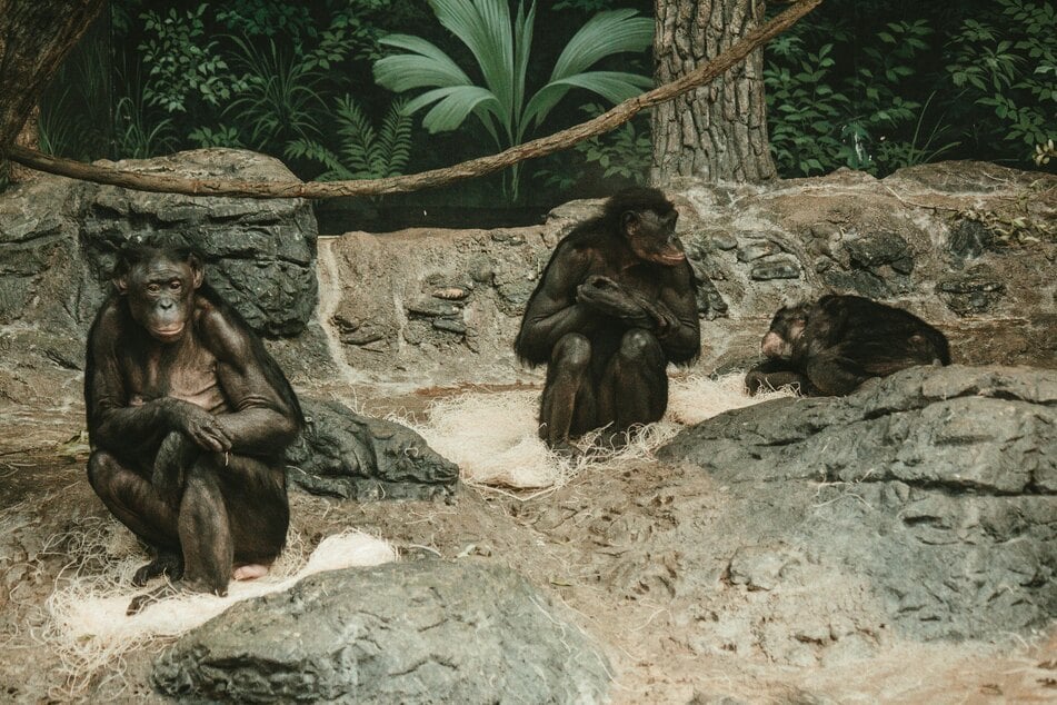 Female bonobos (pictured) do not have as much genital swelling during ovulation compared to that of female baboons.