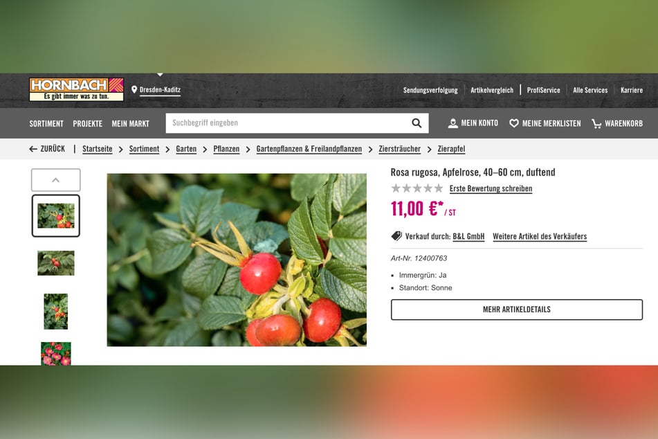 Die Apfelrose, auch als Hagebutte, Kartoffelrose oder Rosa Rugosa bekannt, wird von der Verbraucherzentrale als "invasiver Neophyt" bezeichnet.