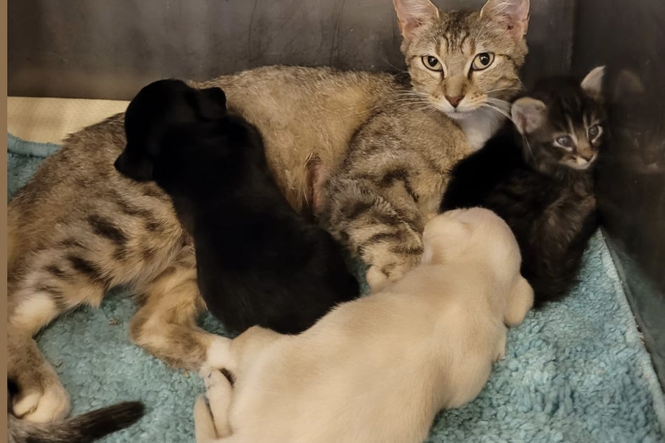 Puppies lose their mom – then this cat volunteers