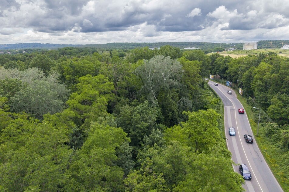 Auf diesem Wald-Areal am Hammerweg Ecke Stauffenbergallee könnte ein neuer Interimsparkplatz entstehen.