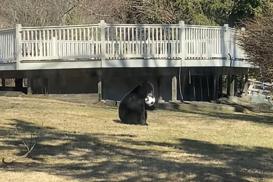 Der Bär spielte im Garten wie ein Kind.
