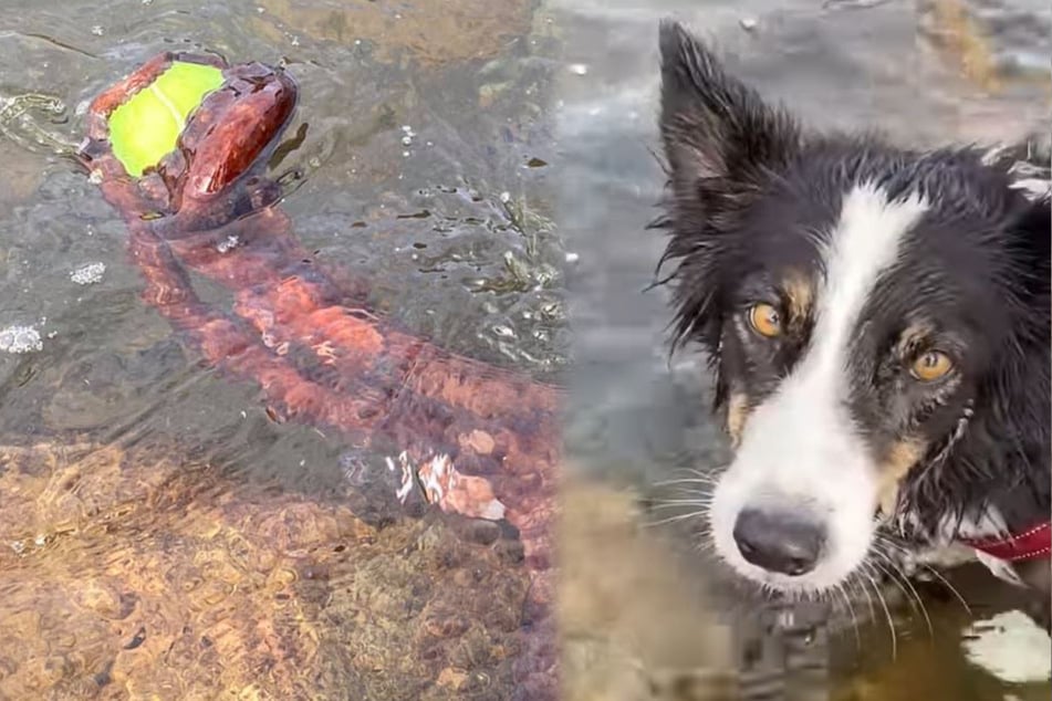 A game of fetch gone wrong: What creature stole this dog's favorite toy?