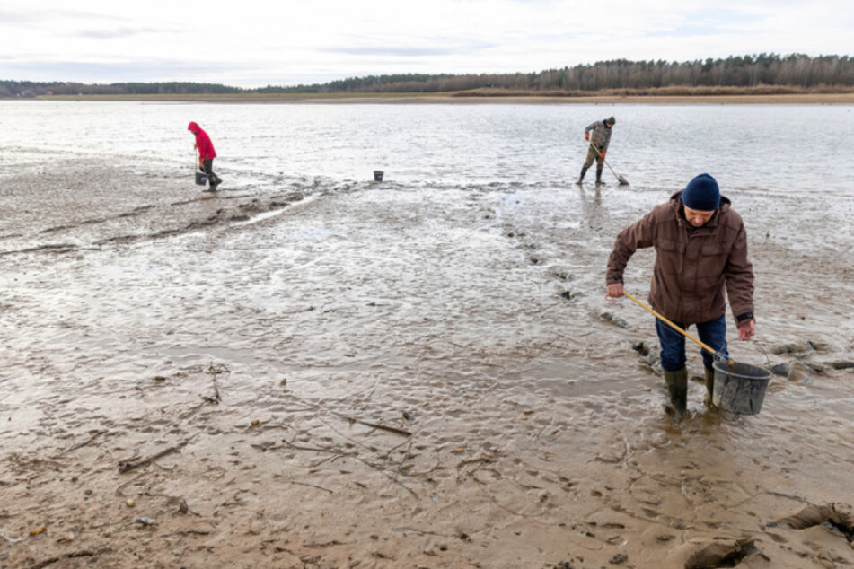 Um die Population einzudämmen, senkt das Wasserwirtschaftsamt jedes Jahr den Wasserspiegel des Rothsees auf sechs Meter ab. Freiwillige sammeln Tausende der heimischen Muscheln ein, um sie tiefer im See ins rettende Wasser zu bringen.