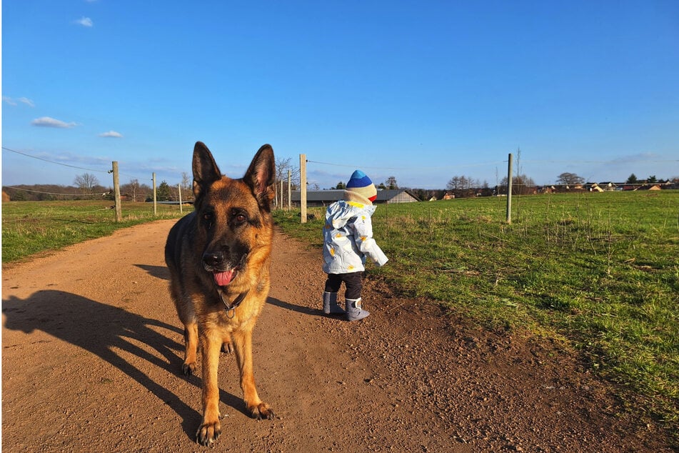 Der kleine Leon (2, r.) aus Radebeul sorgt sich derzeit um die Gesundheit von Schäferhündin Eyla.