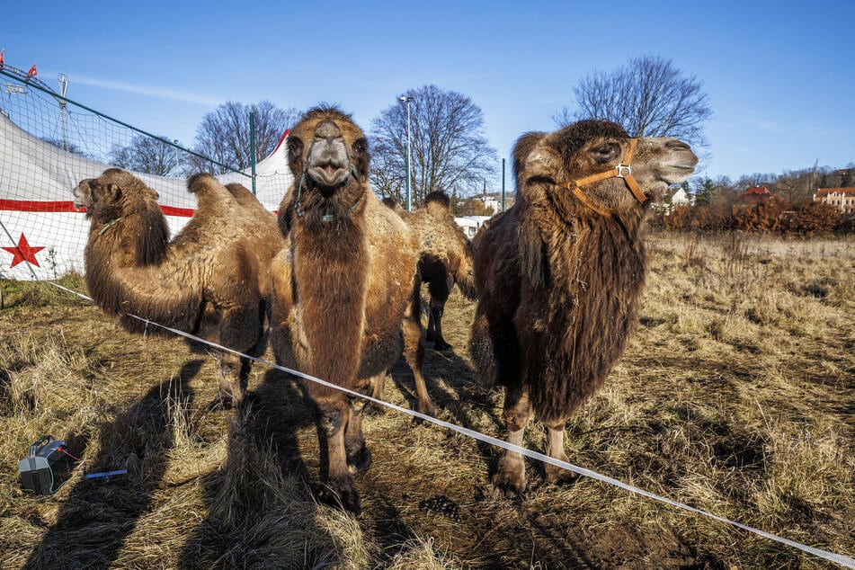 Die fünf Kamele Achmet, Fatima, Samira, Erwin und Ali haben regelmäßig Auslauf auf der Weide.