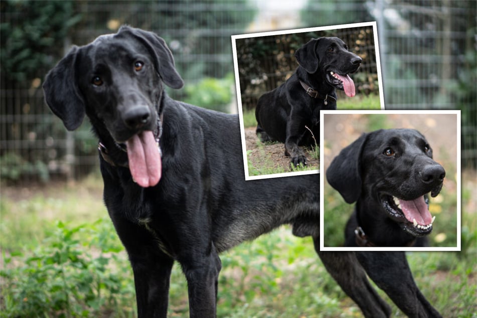 Benannt nach dem italienischen Kult-Schauspieler Bud Spencer wartet der einjähirge Dobermann-Schäferhund-Mix endlich auf seinen Buddy fürs Leben.