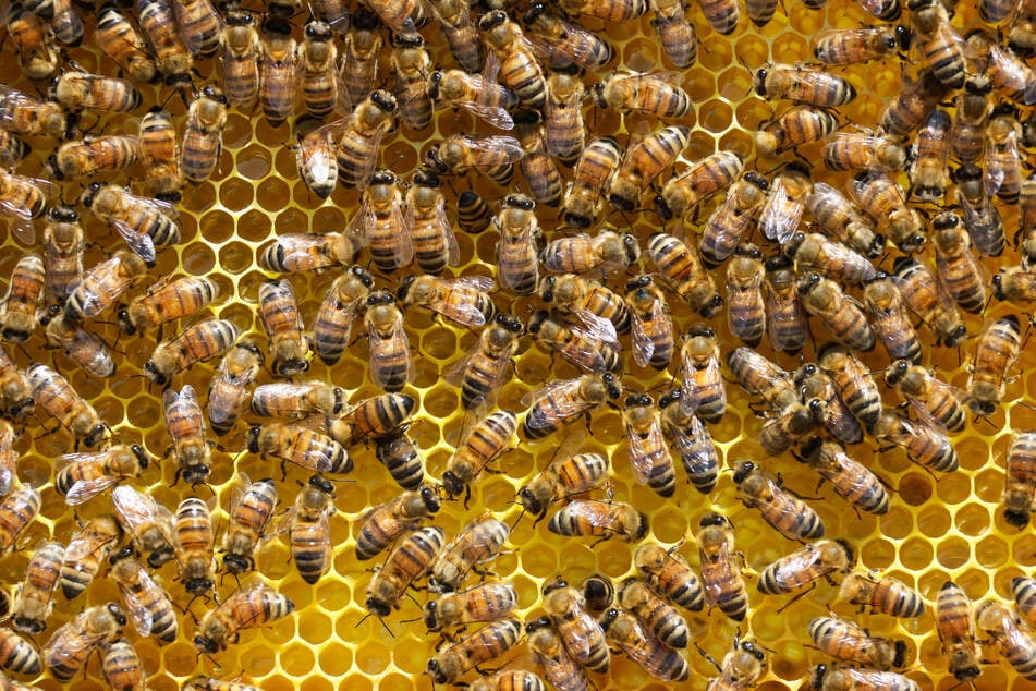 Besonders in den Wintermonaten machen gefährliche Milben den Bienenvölkern zu schaffen und sorgen für hohe Verluste.