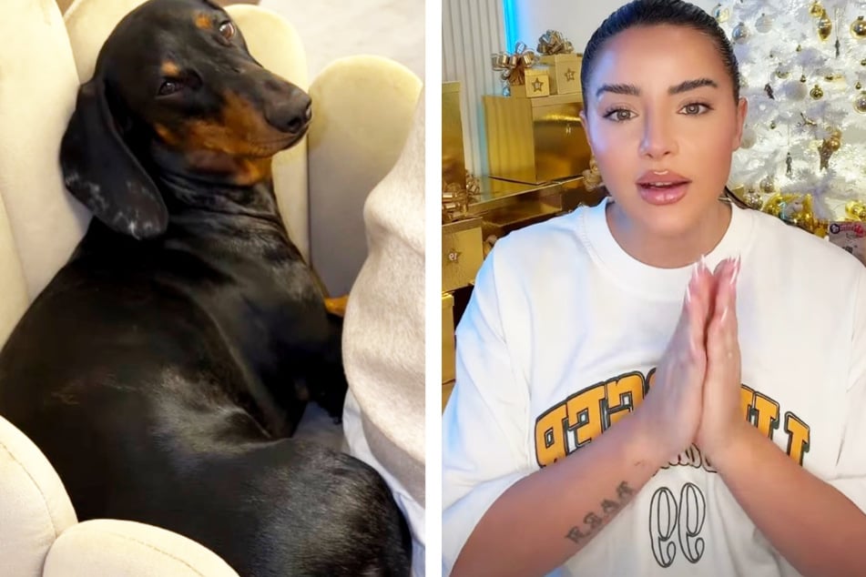 Die 29-jährige Frankfurterin ist Halterin eines Dackels mit dem Namen "Alani", und sie ist aktuell sehr in Sorge wegen ihres Hundes.