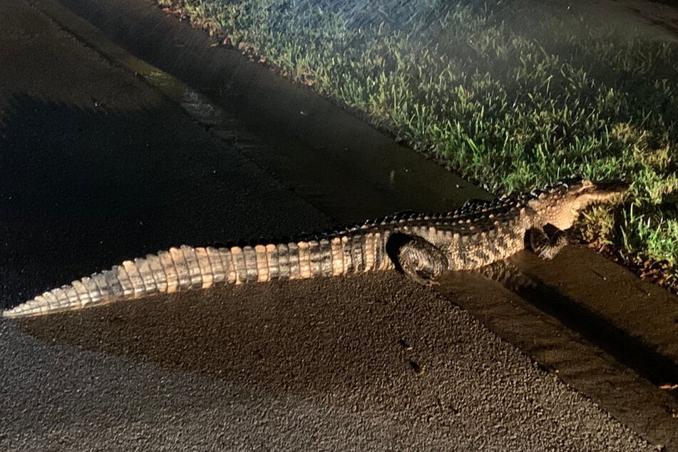 Alligator bedroht Nachbarschaft und wird vor laufender Kamera eingefangen
