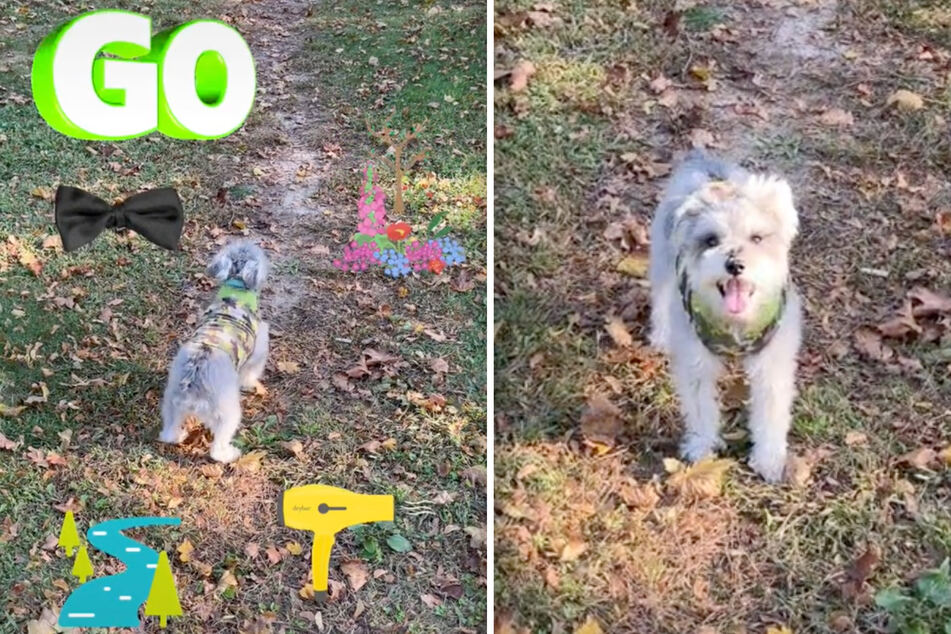Perfekt trainierter Hund verblüfft das Netz: Vierbeiner lässt sich nicht von Herrchen austricksen