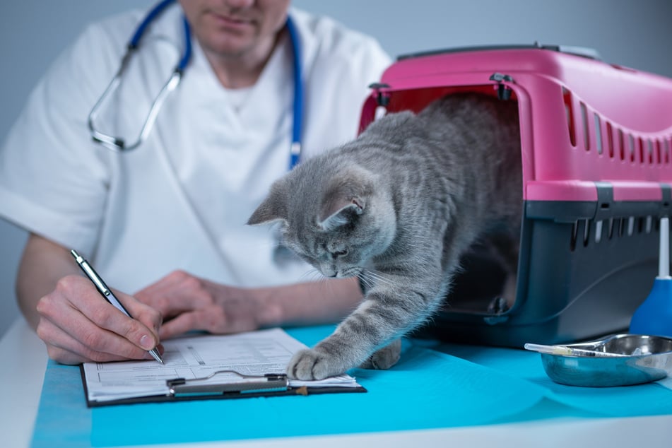 Scottish-Fold-Katzen müssen aufgrund ihres erhöhten Risikos für gesundheitlichen Einschränkungen regelmäßig zum Tierarzt. (Symbolfoto)