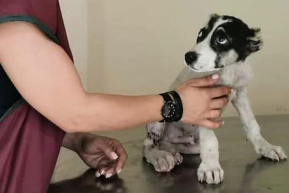 Ängstlich starrt der Hund seine Helferin an.