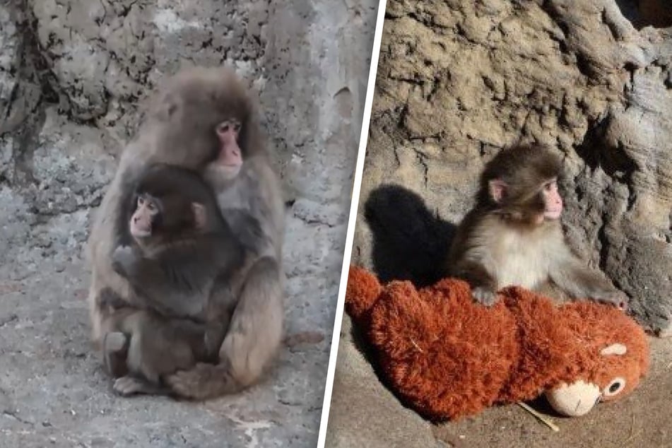 Kuscheltier wird plötzlich zum Kult: Ein einsames Affenbaby sorgt für leere IKEA-Regale