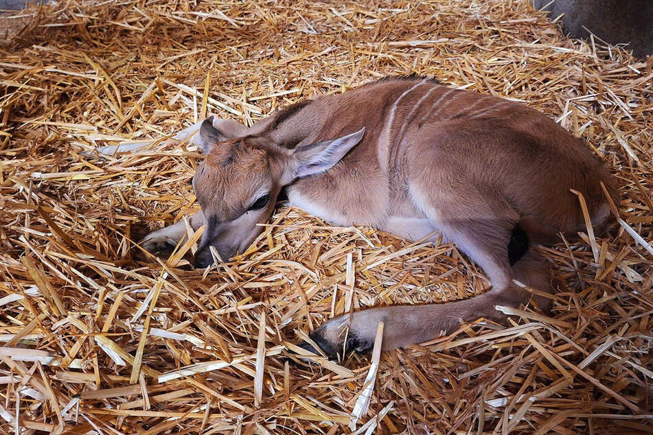 Im Hamburger Tierpark Hagenbeck gab es bei den Elenantilopen Nachwuchs.