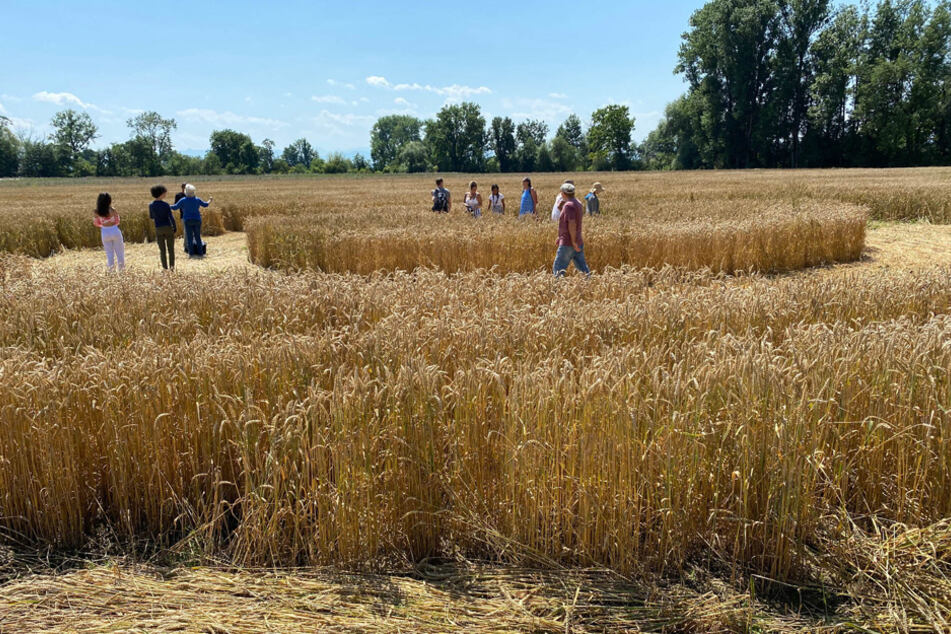 Das Muster lockt zahlreiche Besucher auf das Feld von Landwirt Georg Steinbauer.