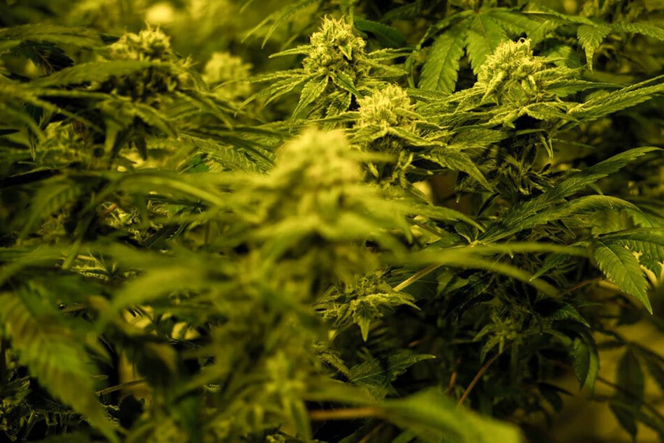 In einer Halle im Gewerbegebiet von Biedenkopf in Mittelhessen hatten die Polizisten insgesamt 4248 Cannabis-Pflanzen beschlagnahmt.