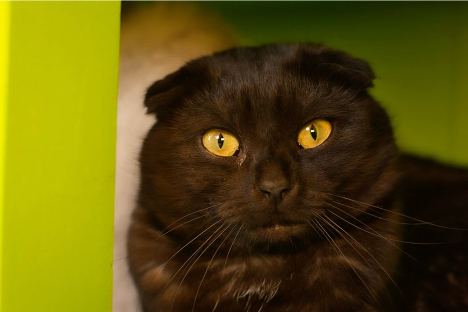 Beide zeigen bereits Veränderungen in den Sprunggelenken, scheinen aber noch keine Schmerzen zu haben.