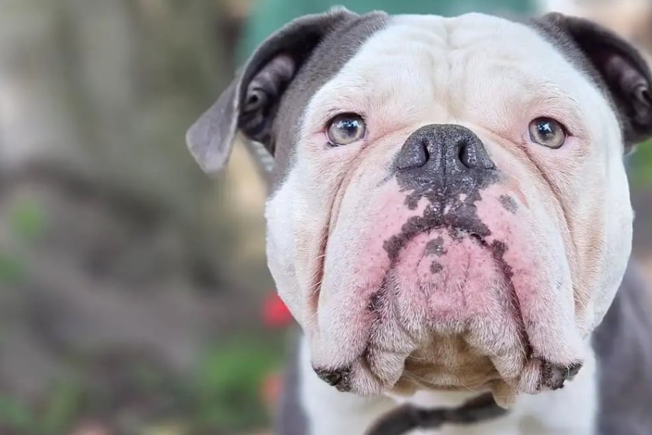 Ses anciens propriétaires étaient dépassés : qui ose se fier au chien Eddy ?