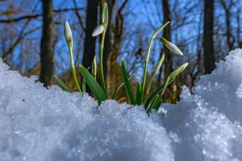 Die ersten Schneeglöckchen zeigen sich vielerorts trotz der frostigen Temperaturen bereits. (Symbolbild)