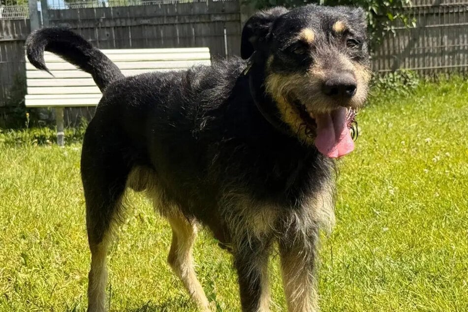 Mischling Timmy ist derzeit im Hamburger Tierheim untergebracht.