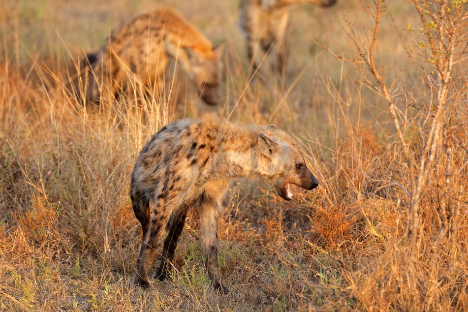 The spotted hyena is out-competing other predators in some areas, making it potentially unsurprising that it has migrated north.