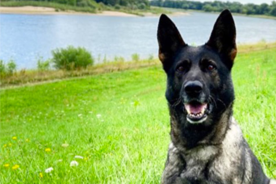 Heldin op vier poten: politiehond Paula lost vermissingszaak op