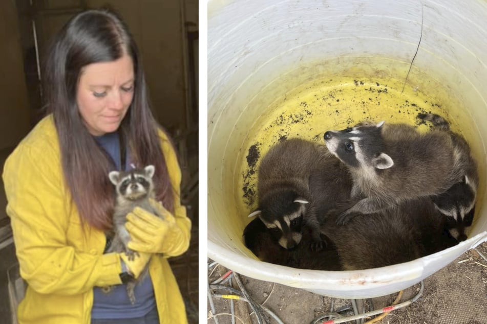 Die geretteten Waschbär-Babys wurden vorübergehend in einen Eimer verfrachtet (r.). Ein Jungtier konnte seine Rettung noch nicht ganz fassen (l.).