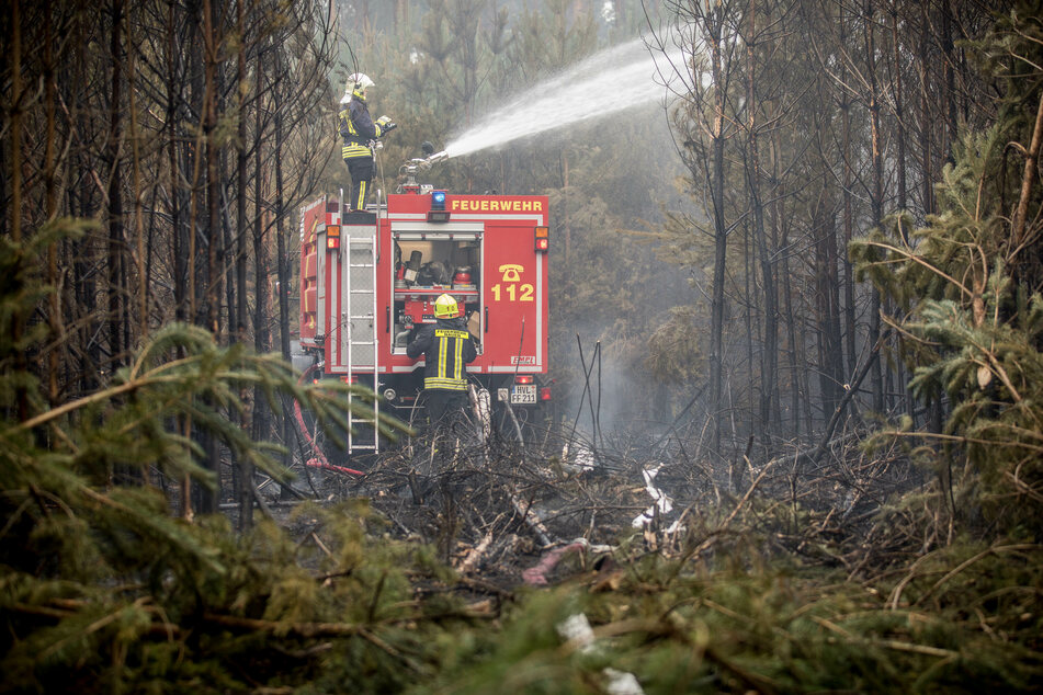 Feuerwehrmänner bekämpfen zwischen eng stehenden Bäumen einen Waldbrand bei Treuenbrietzen (Archivbild).