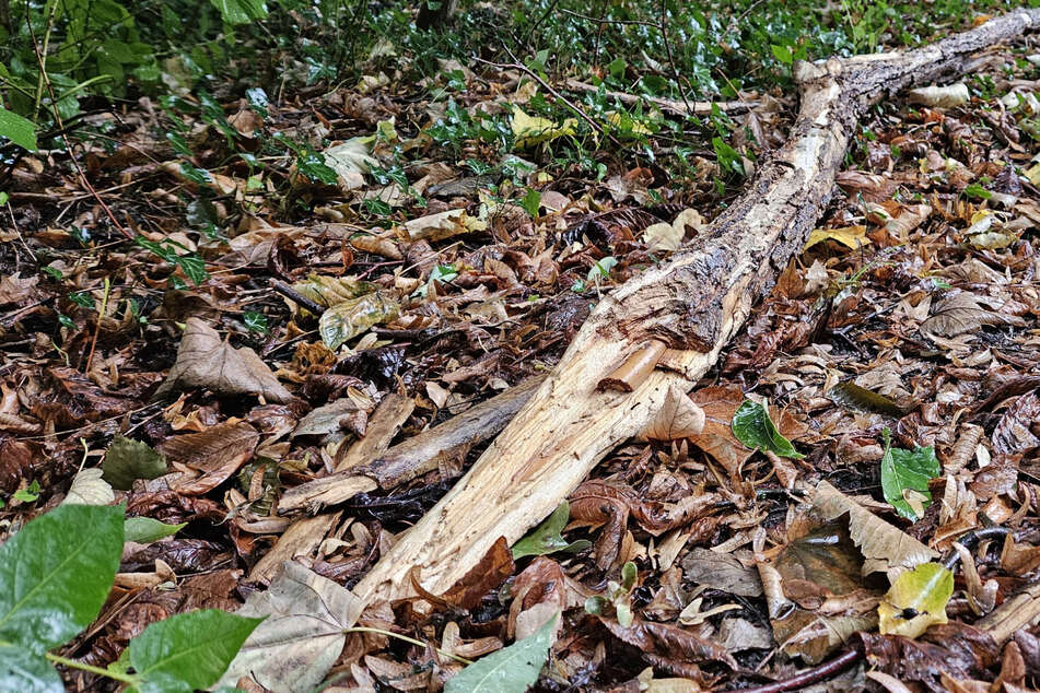 Herbststurm zieht über Leipzig: 20 Meter hoher Baum fällt auf Fahrradfahrer