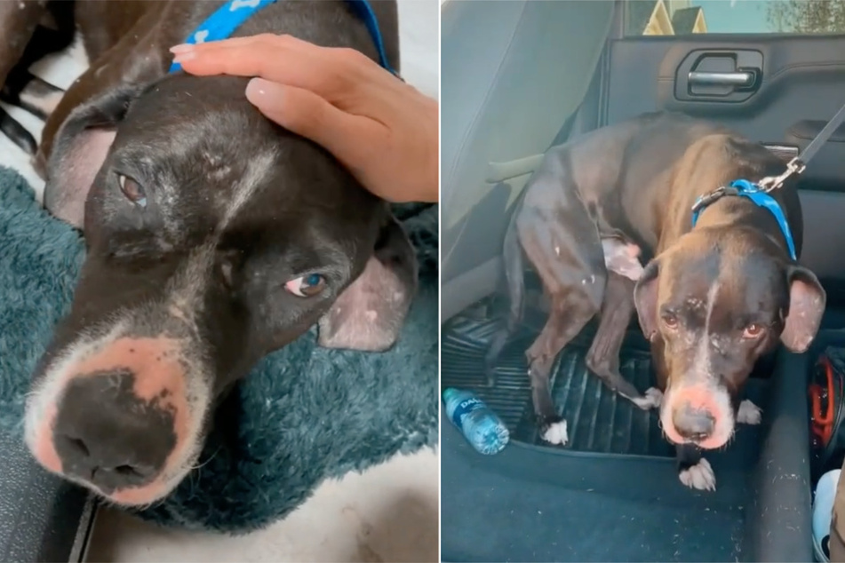 TikTok user rescues abandoned dog with a shocking past