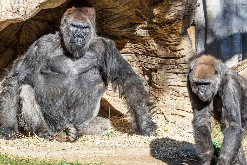 Erstmals Affen in einem Zoo mit Corona infiziert